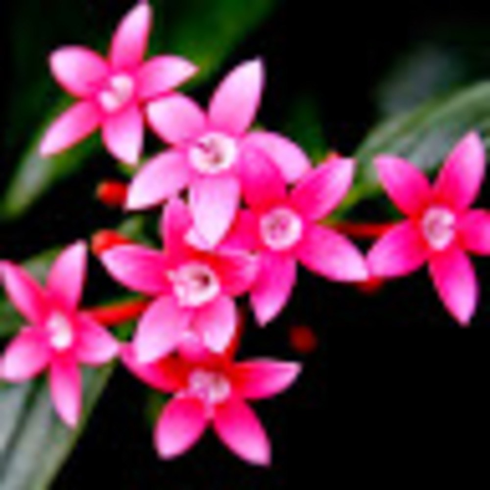 Meet your Posher, Fay